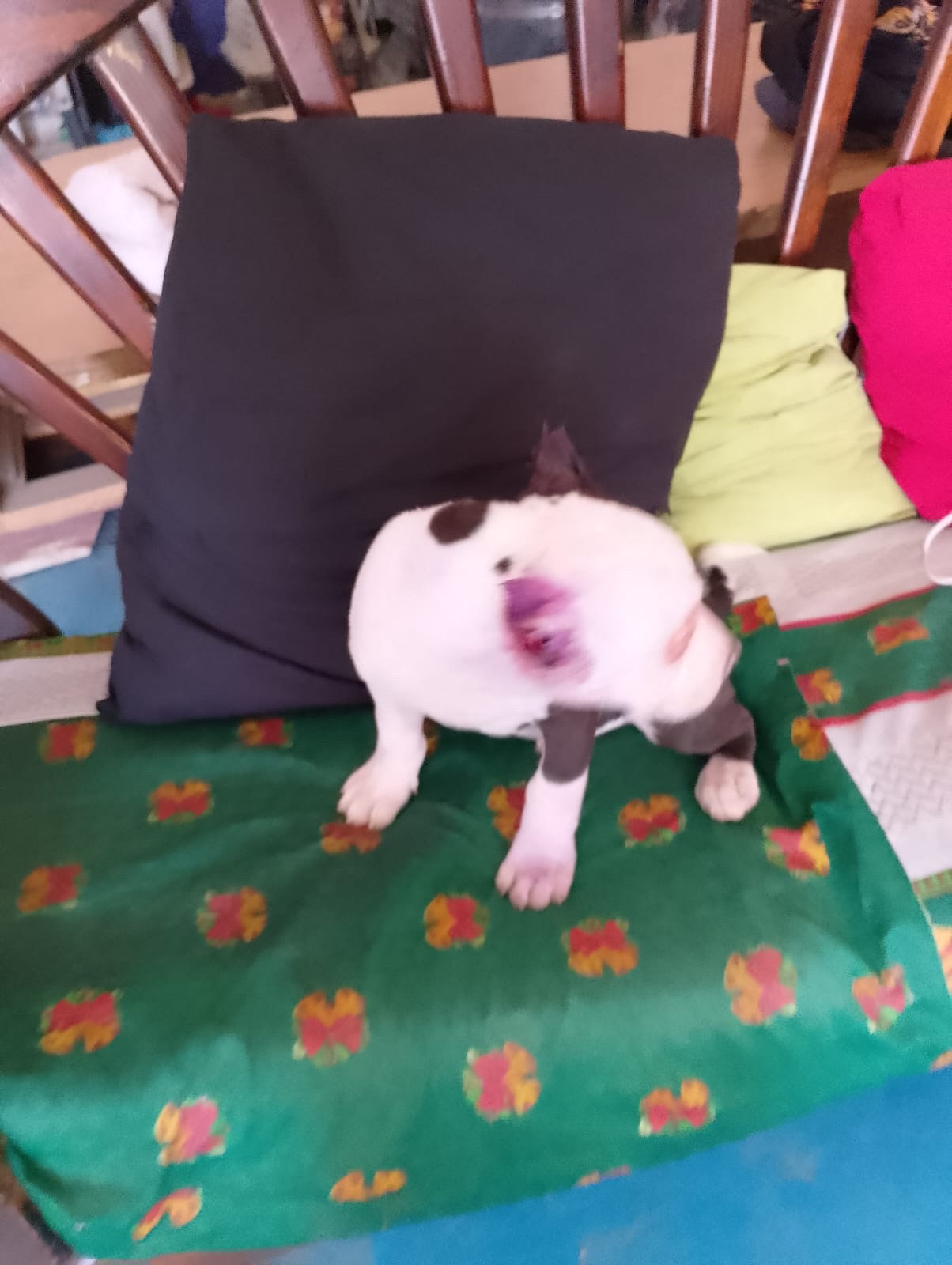 Cachorro (imagen de referencia)