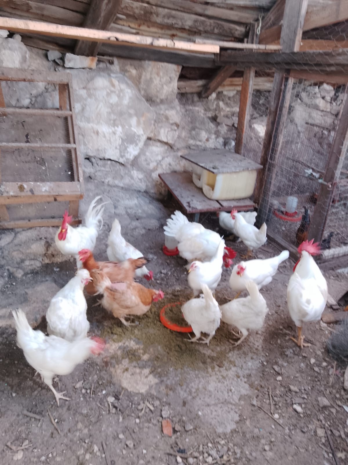 Grupo de gallinas en un corral