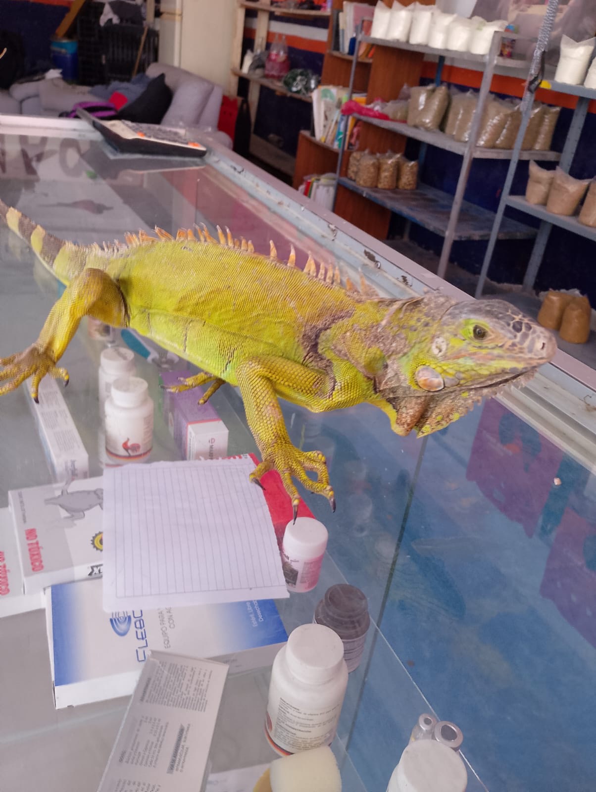 Iguana sobre una mesa